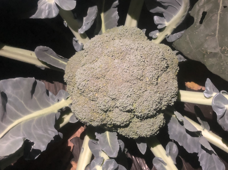 西兰花