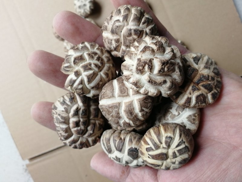 肉厚白花菇分选成品货常年供货基地直供一手货源