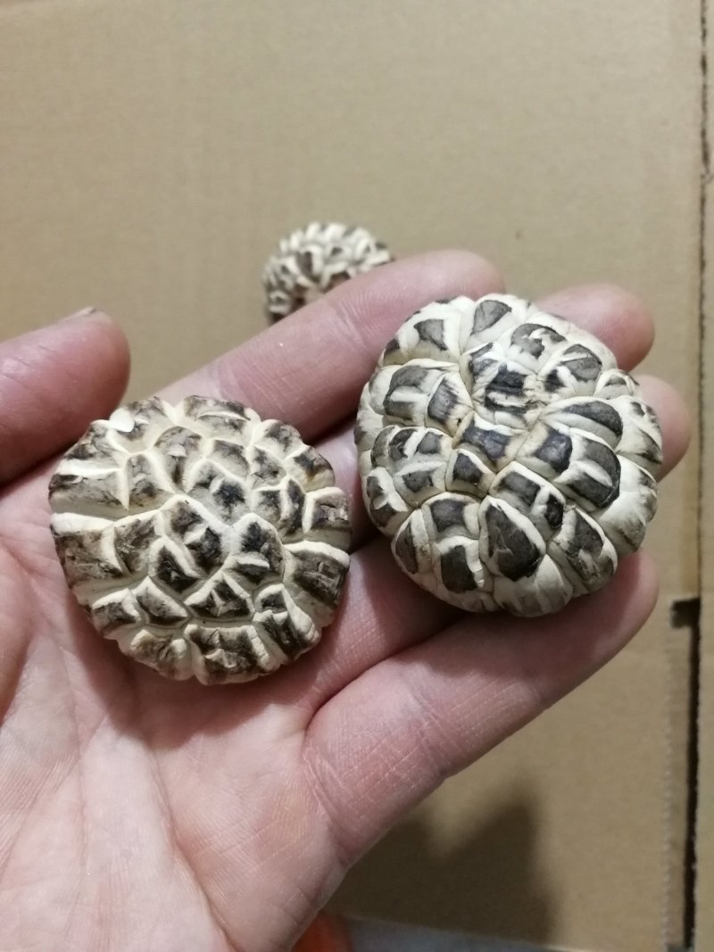 肉厚白花菇分选成品货常年供货基地直供一手货源