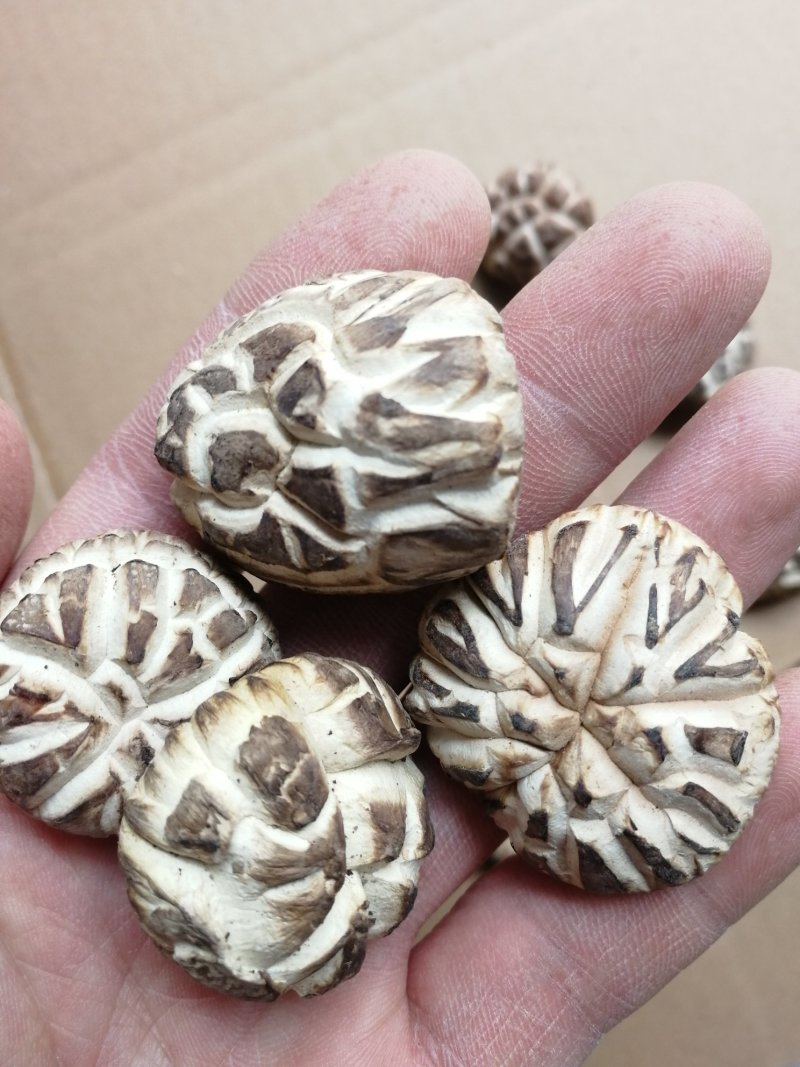 肉厚白花菇分选成品货常年供货基地直供一手货源