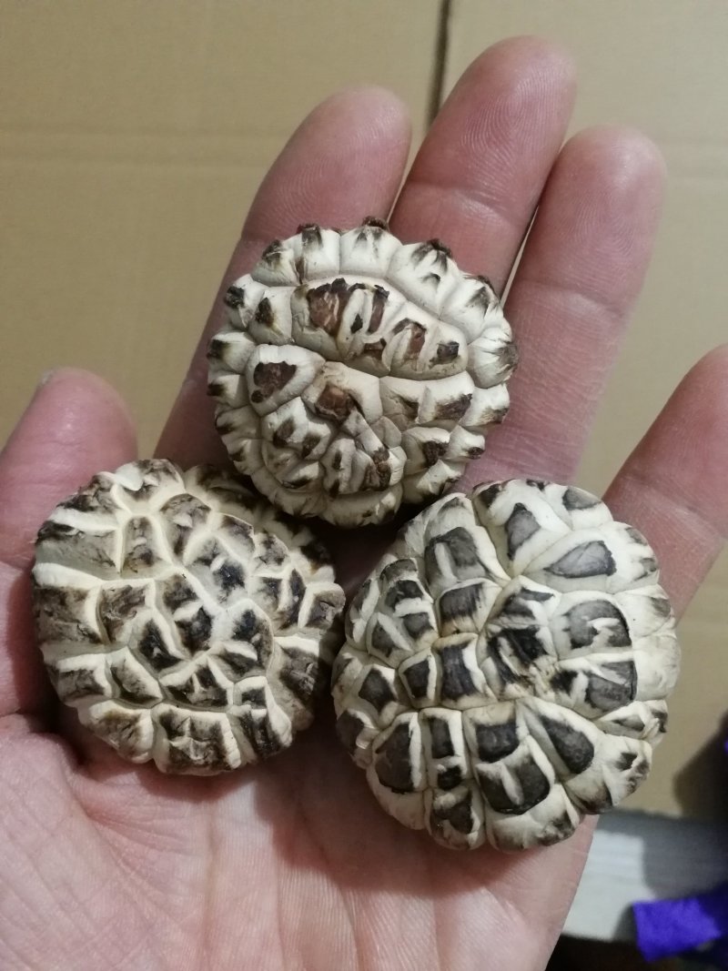 肉厚白花菇分选成品货常年供货基地直供一手货源