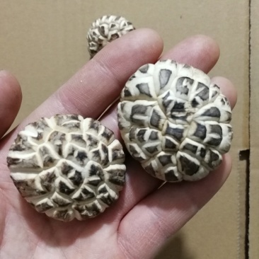 肉厚白花菇分选成品货常年供货基地直供一手货源