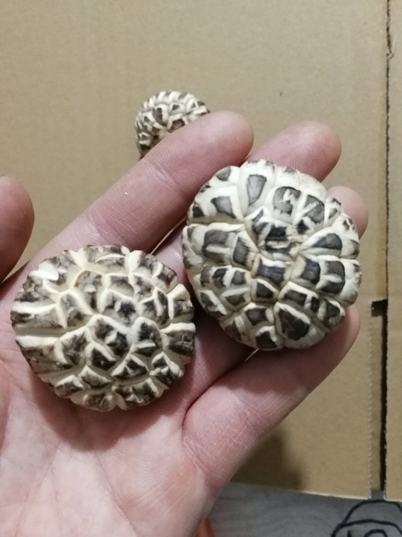 肉厚白花菇分选成品货常年供货基地直供一手货源
