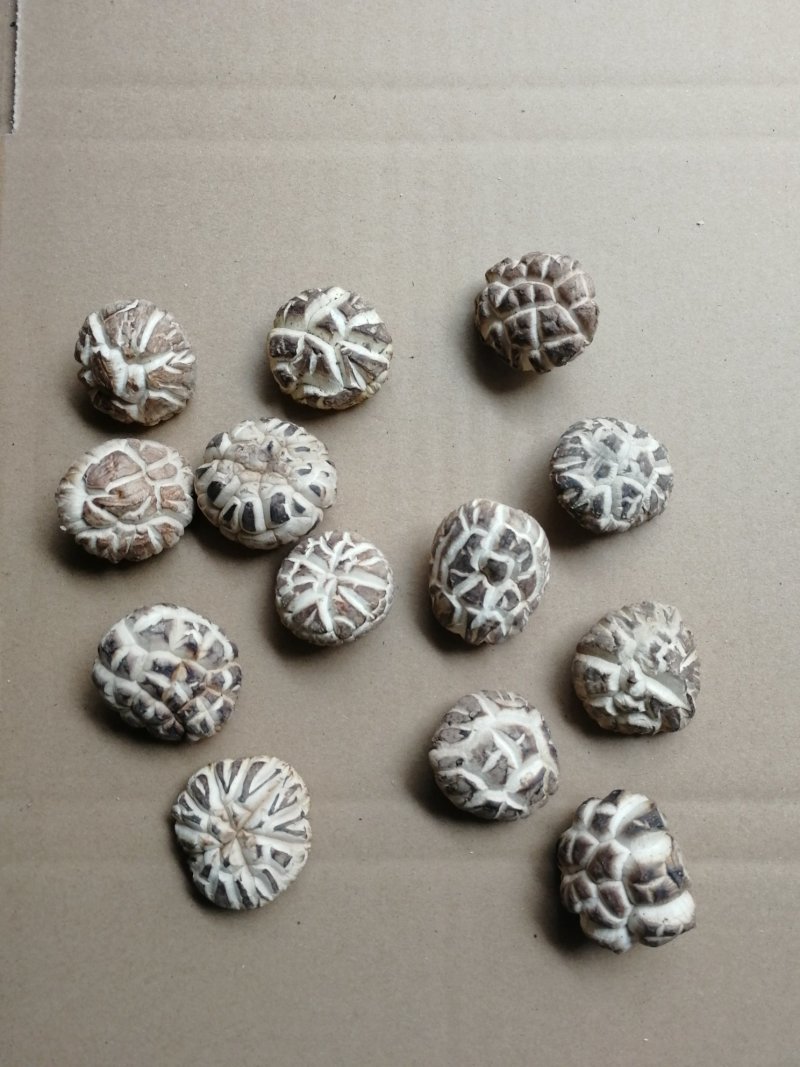 肉厚白花菇分选成品货常年供货基地直供一手货源