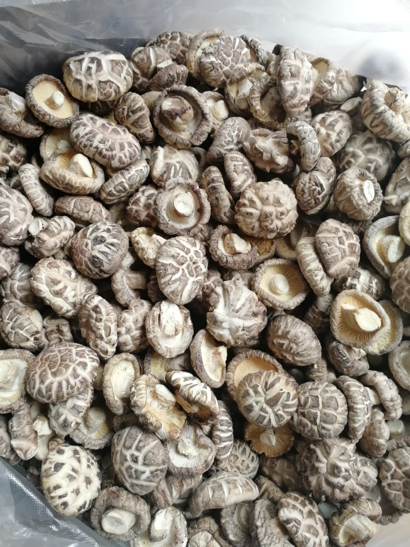 肉厚白花菇分选成品货常年供货基地直供一手货源