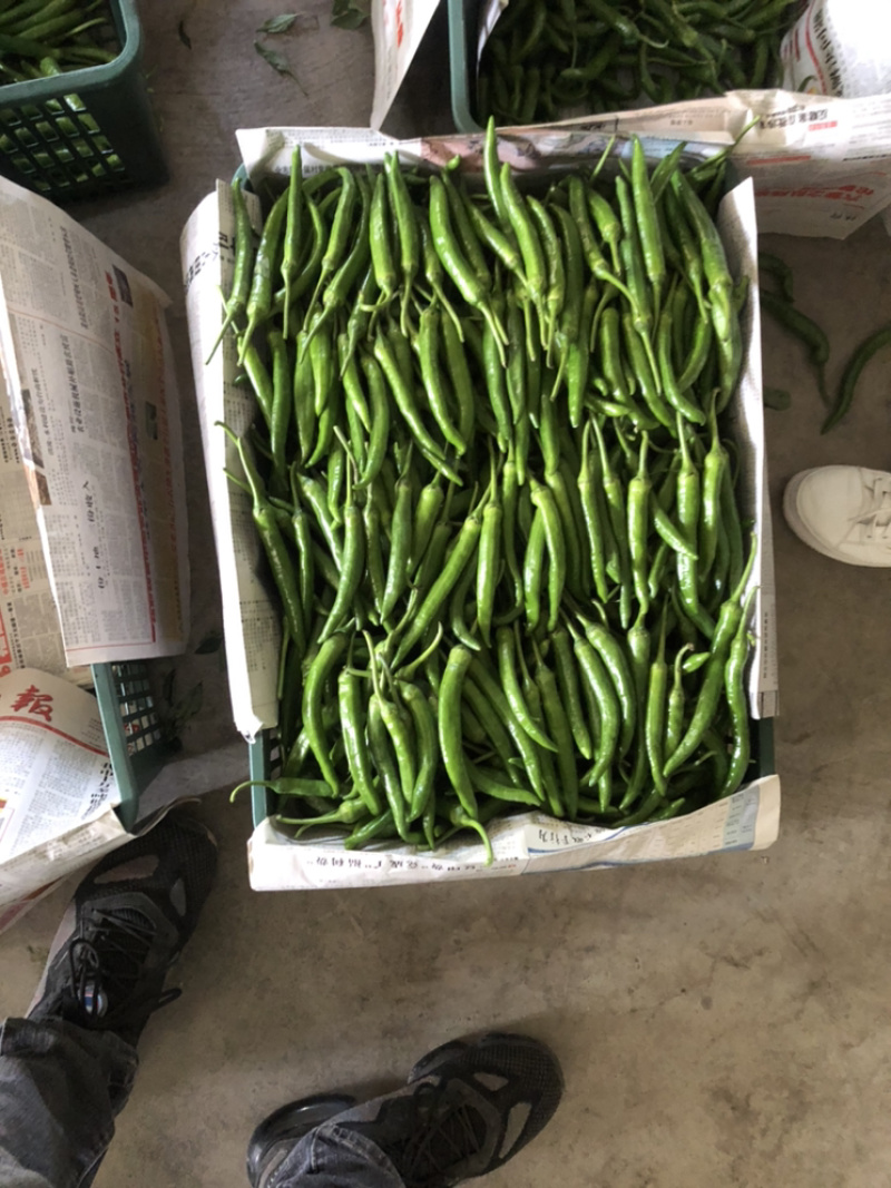 精品杭椒大量上市