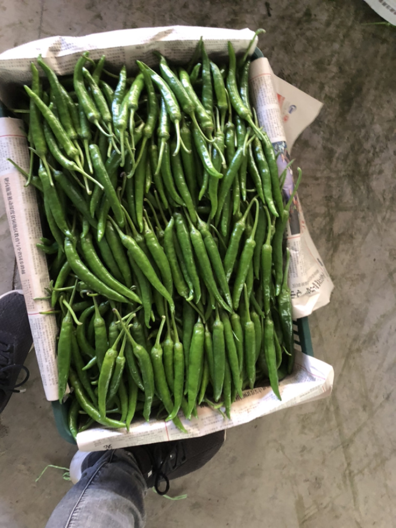 精品杭椒大量上市
