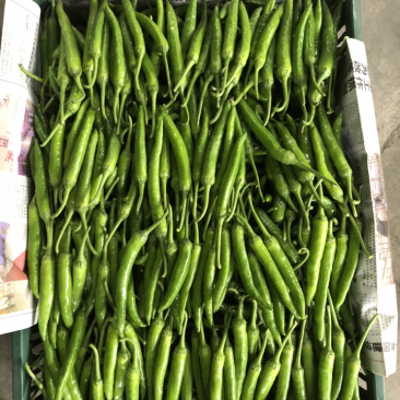 精品杭椒大量上市