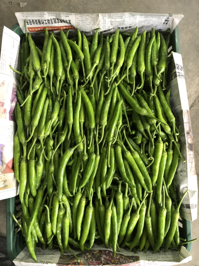 精品杭椒大量上市
