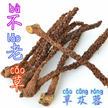 贵州毕节可乐古夜郎大山高山野生不老草草苁蓉