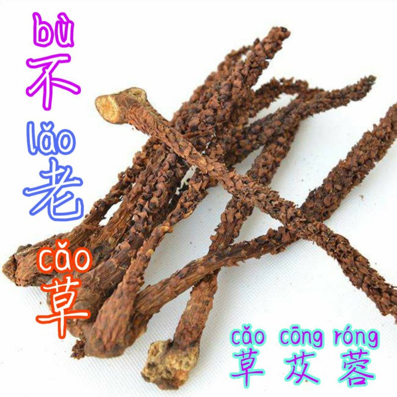 贵州毕节可乐古夜郎大山高山野生不老草草苁蓉