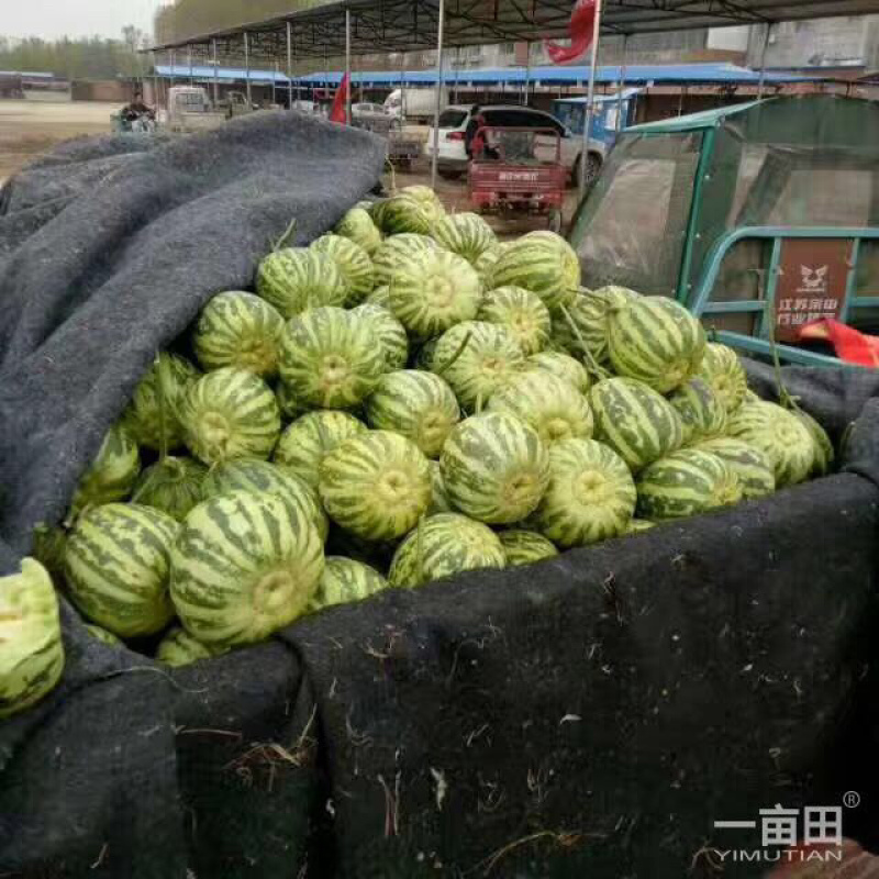 🔥花蕾甜瓜🔥产地直发:支持一件代发电商