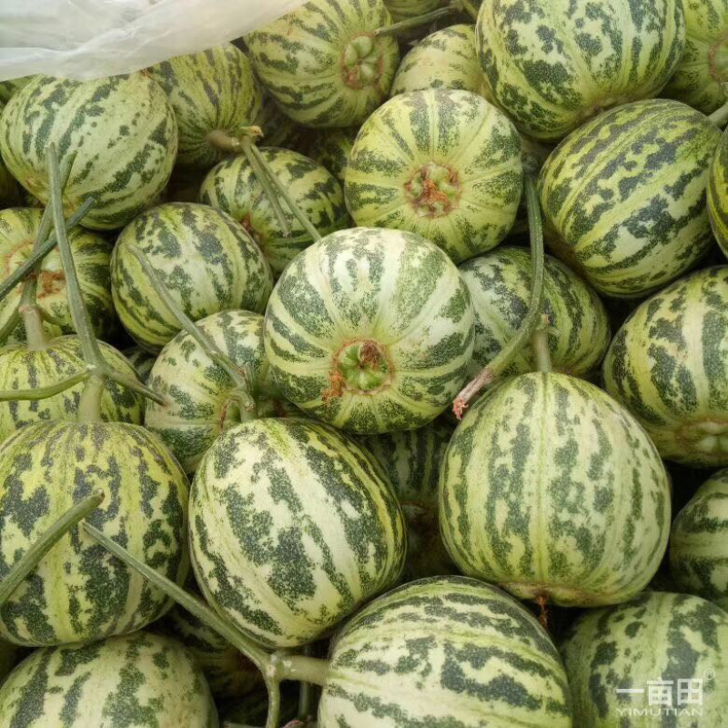 🔥花蕾甜瓜🔥产地直发:支持一件代发电商