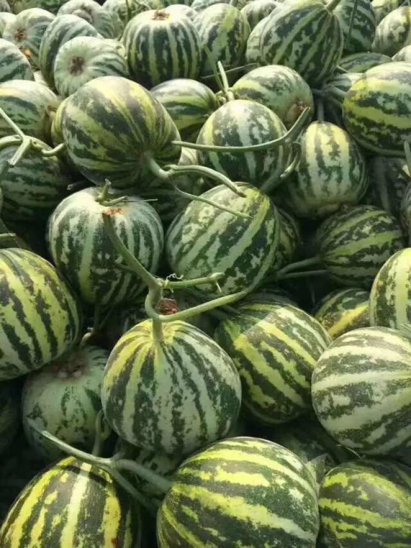 🔥花蕾甜瓜🔥产地直发:支持一件代发电商