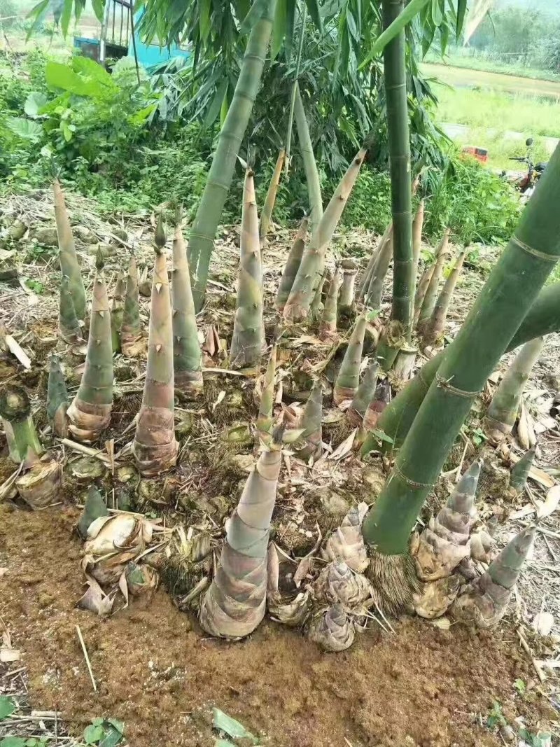 英德市西牛镇清水笋，盐笋片，笋丝基地直发