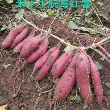 红薯