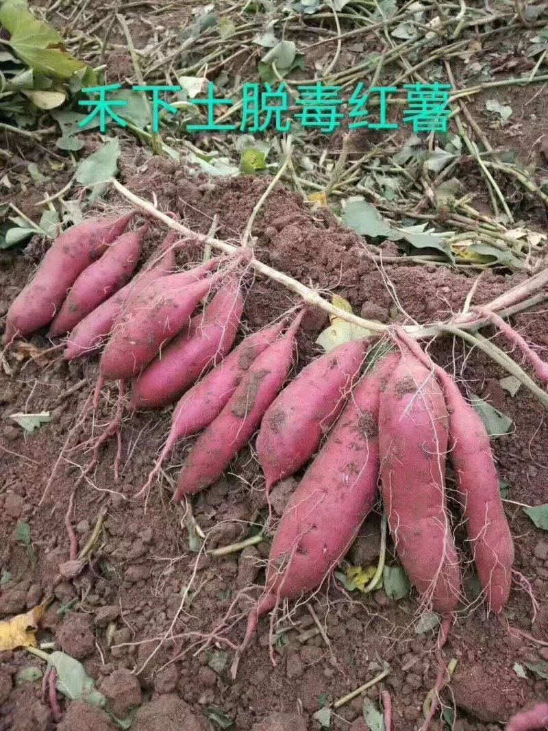 红薯