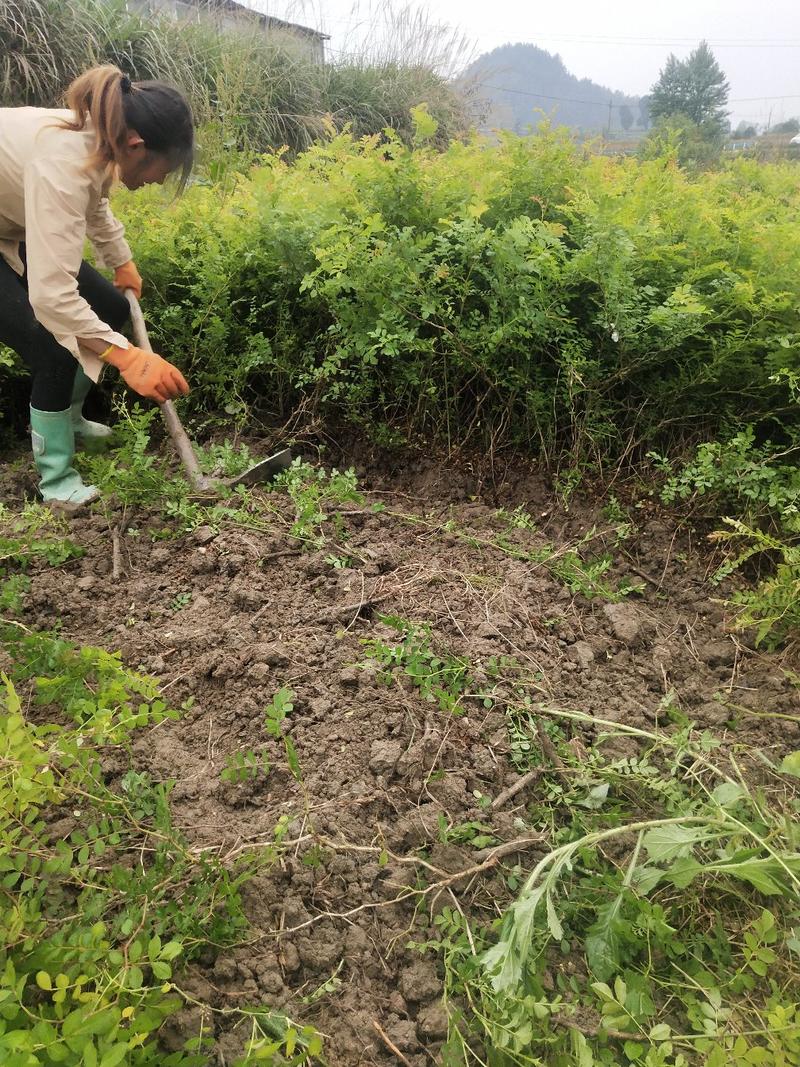 刺梨苗，三年挂果，其它的都不用多说，自己看效果吧