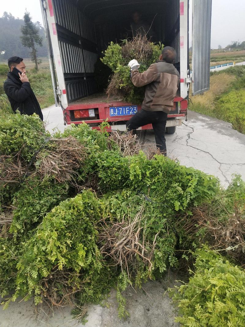 刺梨苗，三年挂果，其它的都不用多说，自己看效果吧