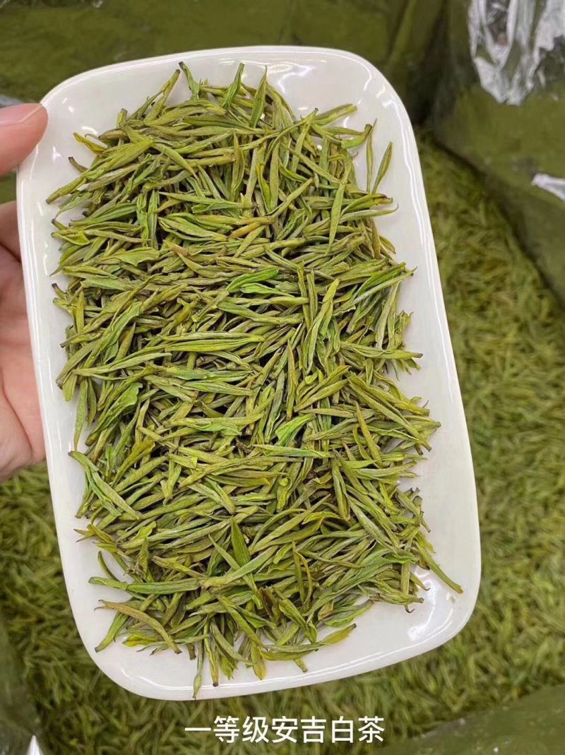 黄金芽，峨眉山白茶，支持全囯一件代发