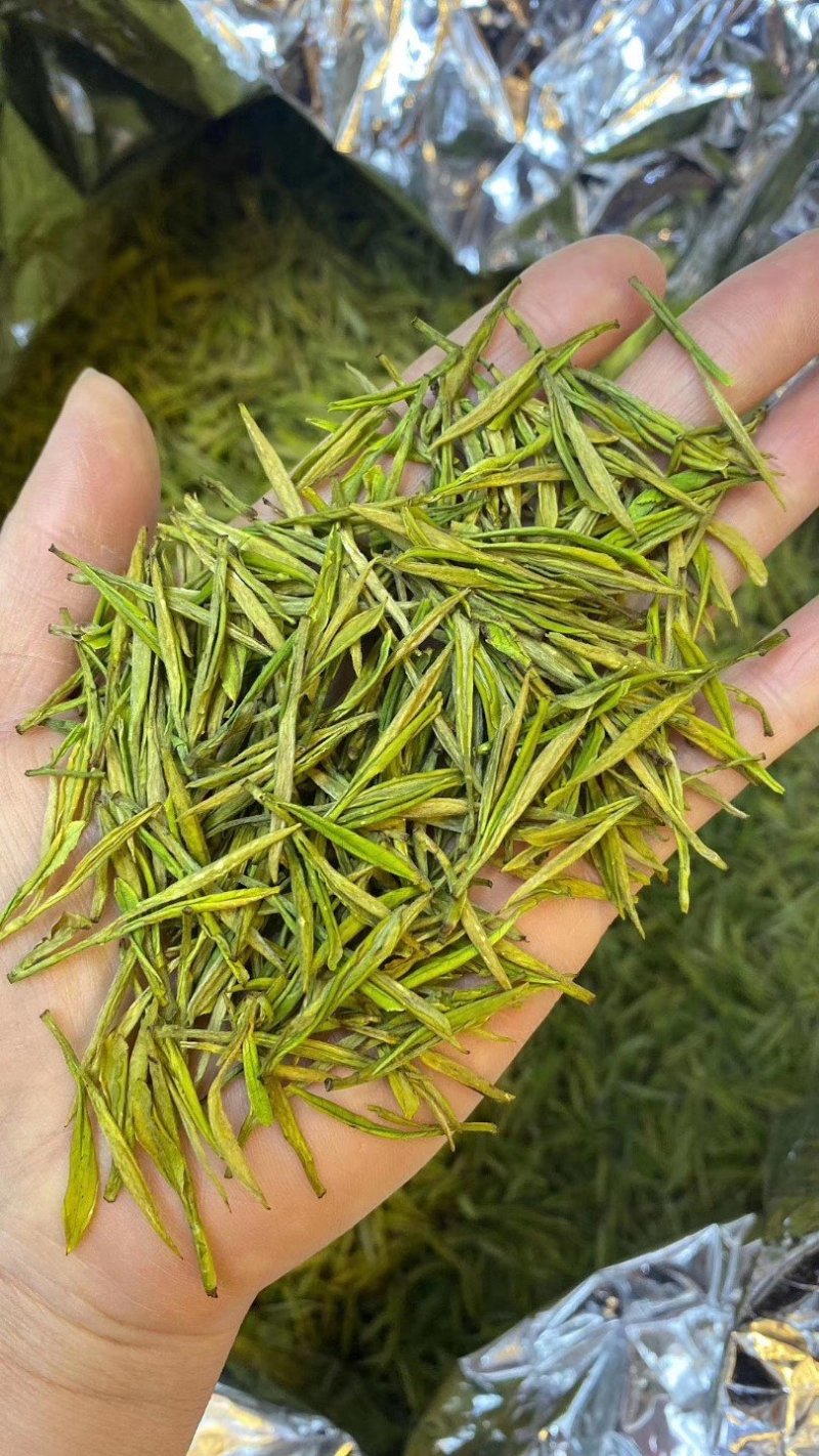 黄金芽，峨眉山白茶，支持全囯一件代发