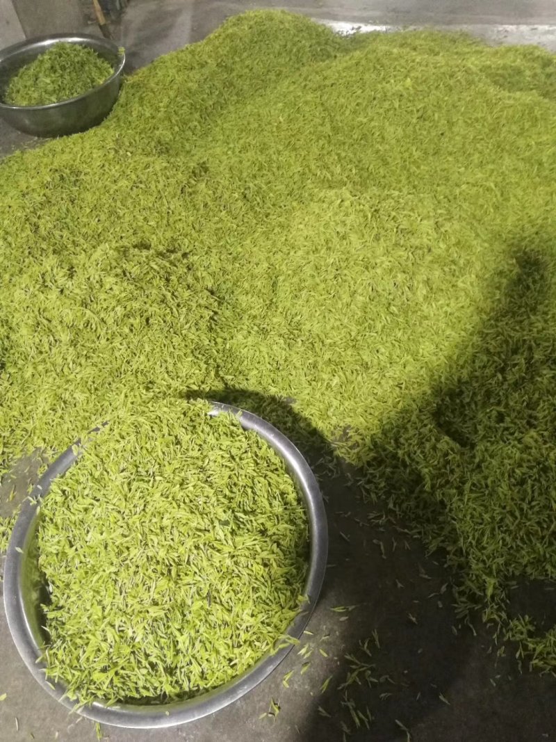 黄金芽，峨眉山白茶，支持全囯一件代发