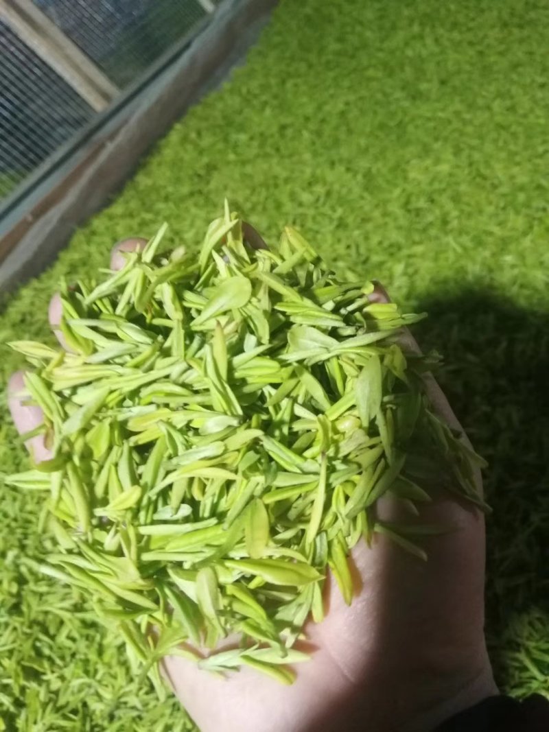 黄金芽，峨眉山白茶，支持全囯一件代发
