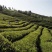 高山新茶头采，峨眉山高山竹叶青，支持全囯一件代发