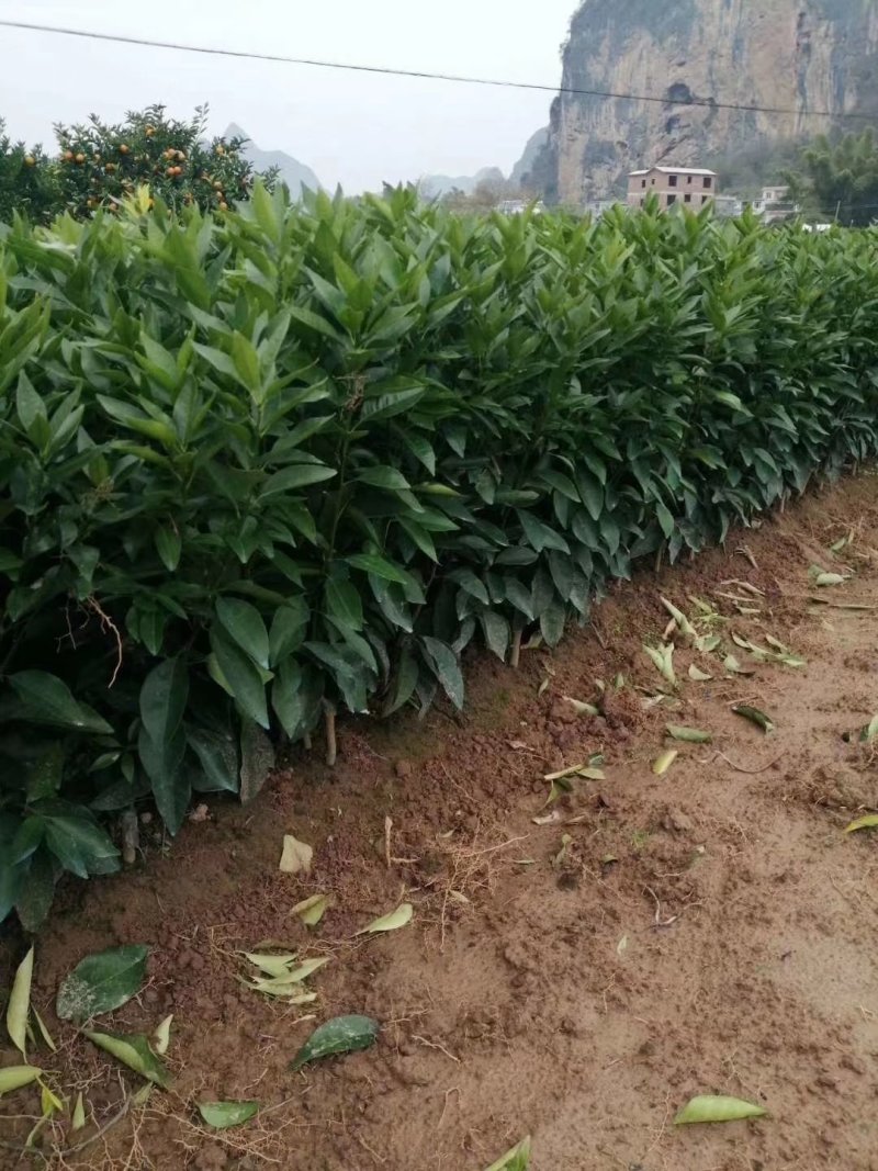 柑橘苗基地直供/包成活率包技术指导/死苗断苗免费补发