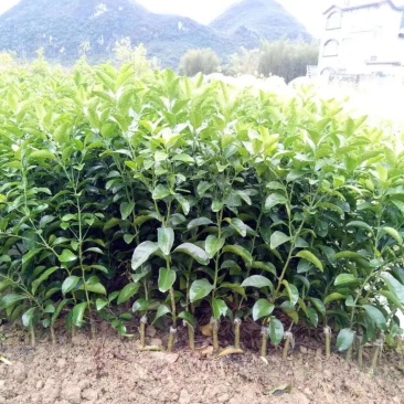 柑橘苗基地直供/包成活率包技术指导/死苗断苗免费补发