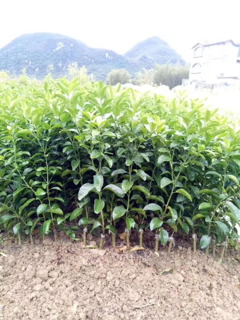 柑橘苗基地直供/包成活率包技术指导/死苗断苗免费补发