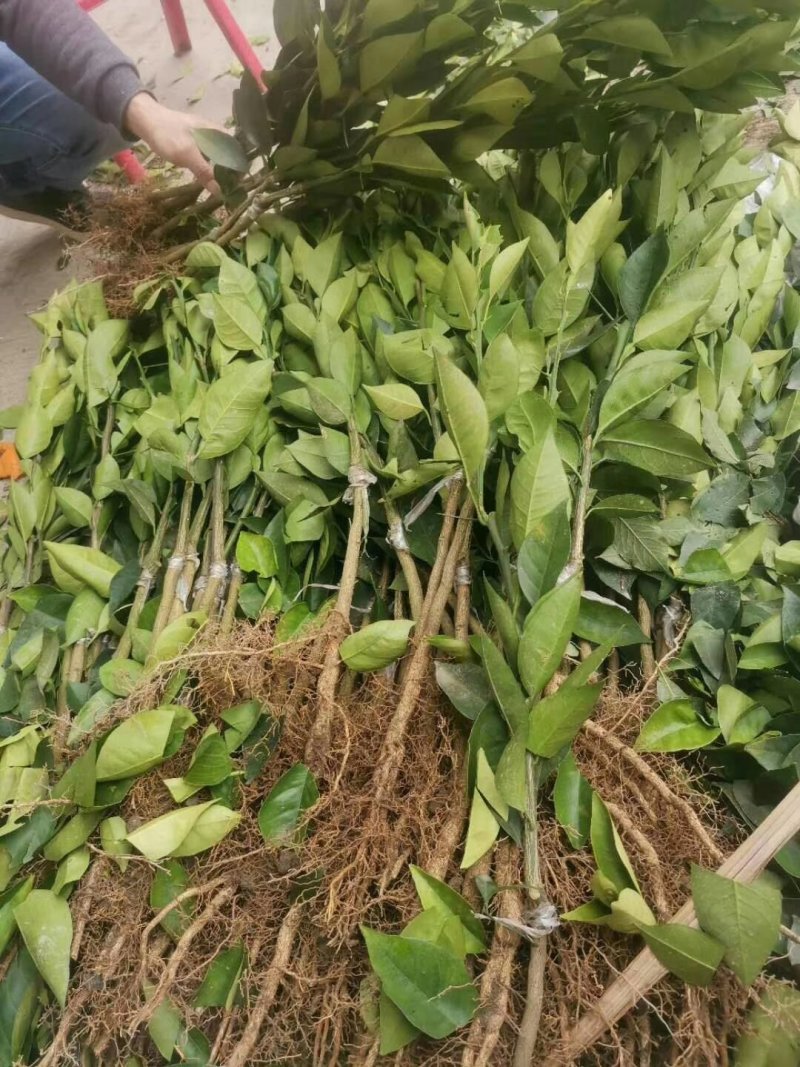 柑橘苗基地直供/包成活率包技术指导/死苗断苗免费补发