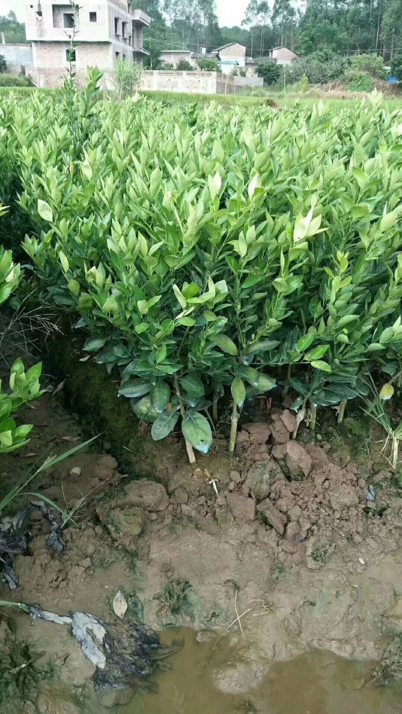 柑橘苗基地直供/包成活率包技术指导/死苗断苗免费补发