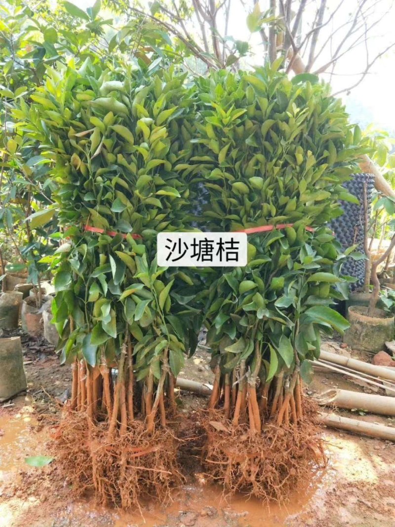 柑橘苗基地直供/包成活率包技术指导/死苗断苗免费补发