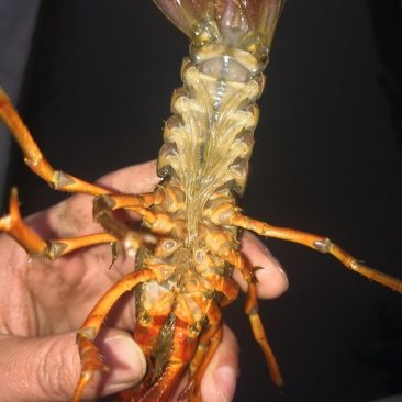 江苏常州小龙虾批发