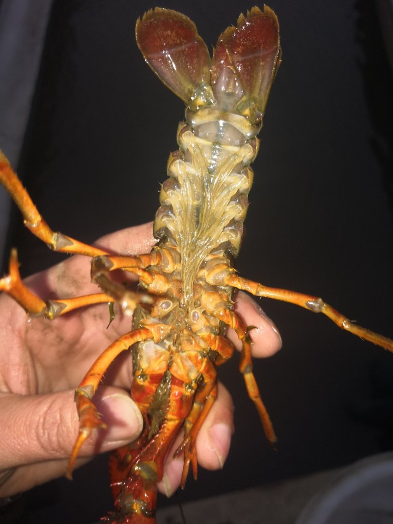江苏常州小龙虾批发
