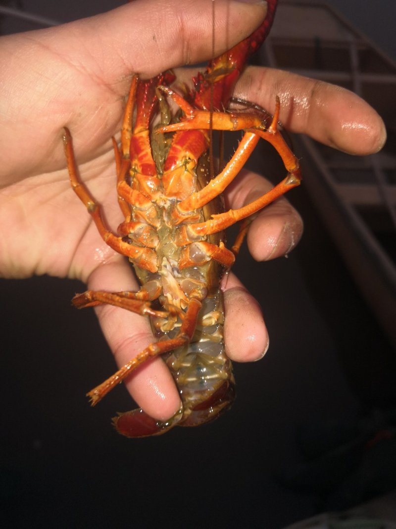 江苏常州小龙虾批发
