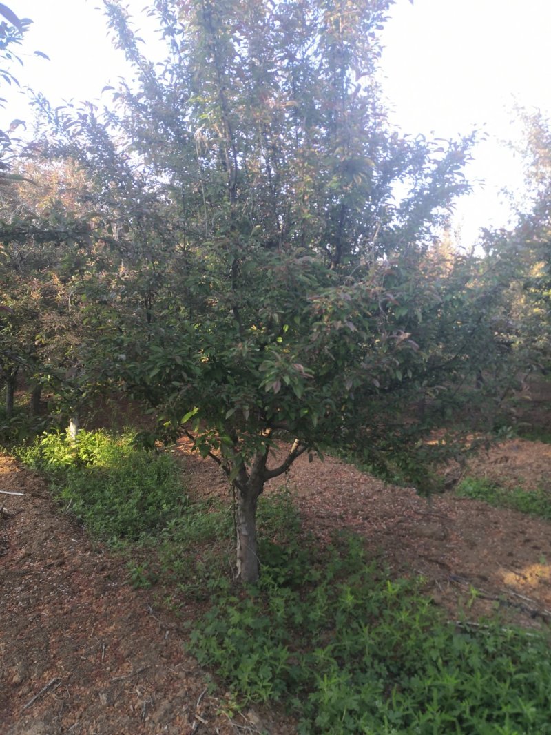 北美海棠绚丽海棠西府海棠垂丝海棠甜茶红宝石白兰