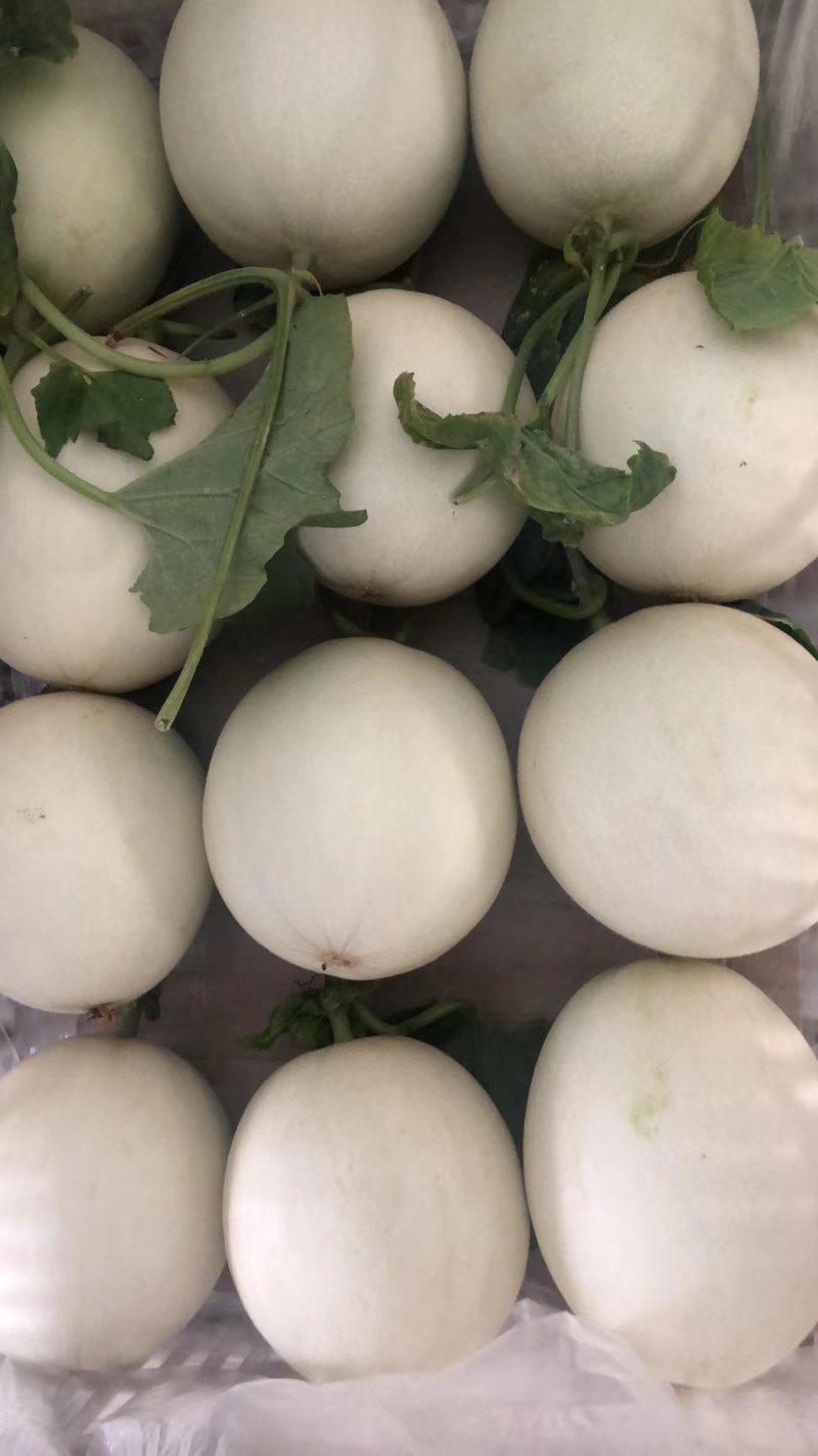 玉菇甜瓜冰清玉菇产地直供一手货源，大量现货
