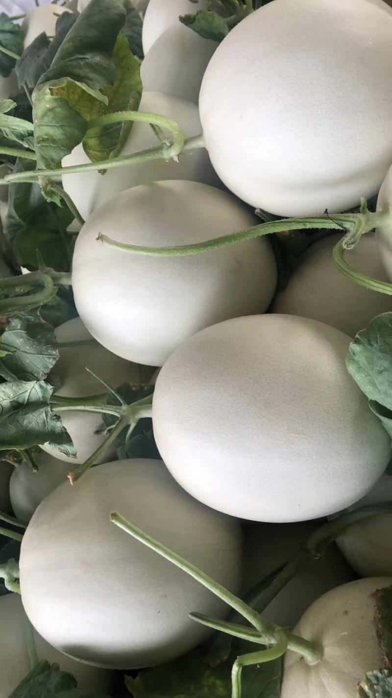 玉菇甜瓜冰清玉菇产地直供一手货源，大量现货