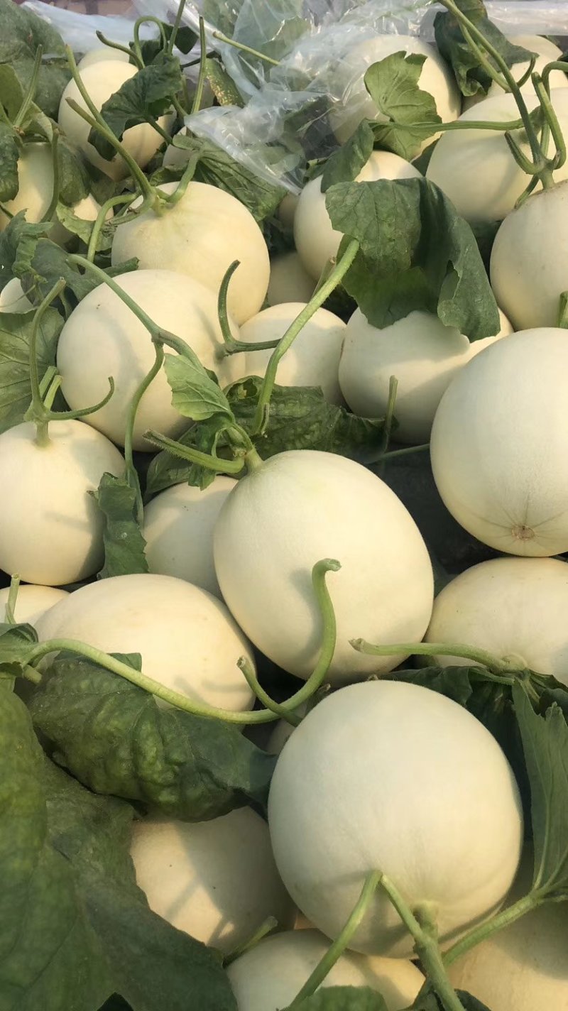玉菇甜瓜冰清玉菇产地直供一手货源，大量现货