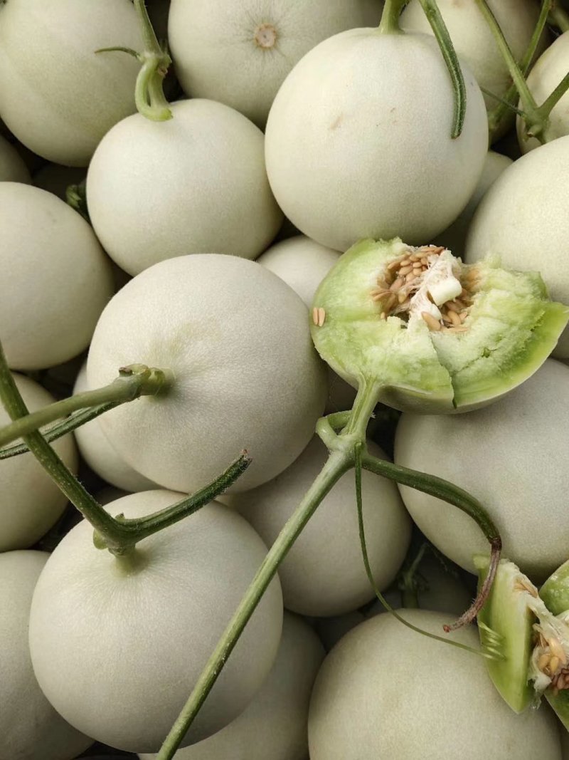 玉菇甜瓜冰清玉菇产地直供一手货源，大量现货