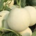 玉菇甜瓜冰清玉菇产地直供一手货源，大量现货