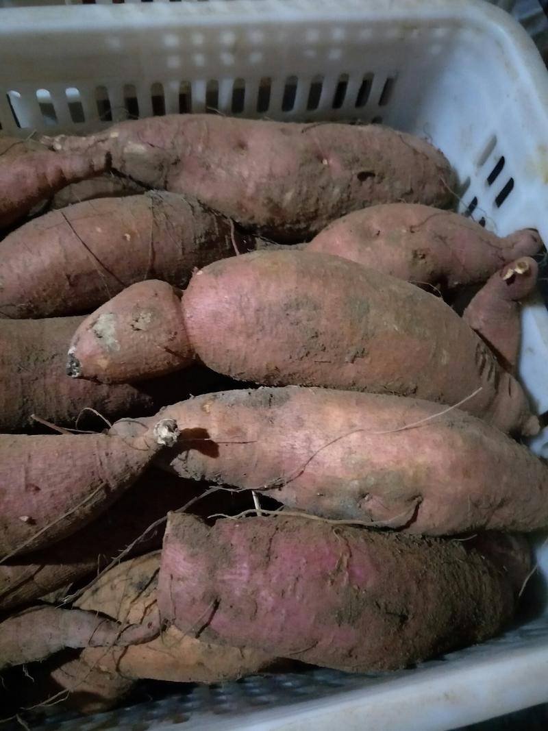 红薯西瓜红，济薯26，产地直发，一手货源，货源充足，质优