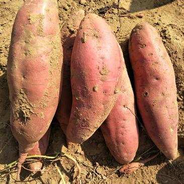 红薯西瓜红，济薯26，产地直发，一手货源，货源充足，质优