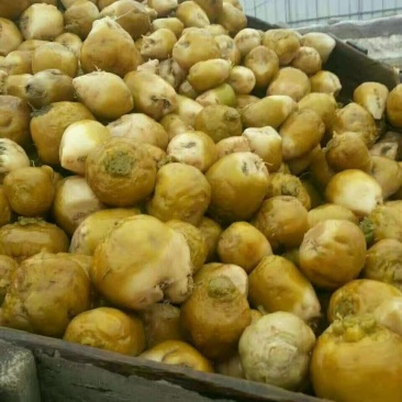 高盐芥菜头出售，质量好，价格优惠