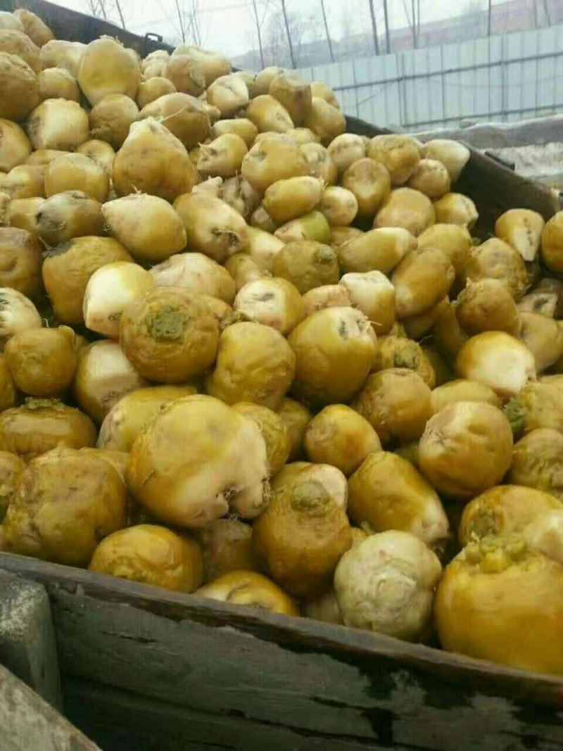 高盐芥菜头出售，质量好，价格优惠