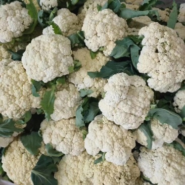 白面青根冷棚花菜2斤左右大量上市中大棚货货源充足