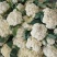 白面青根冷棚花菜2斤左右大量上市中大棚货货源充足