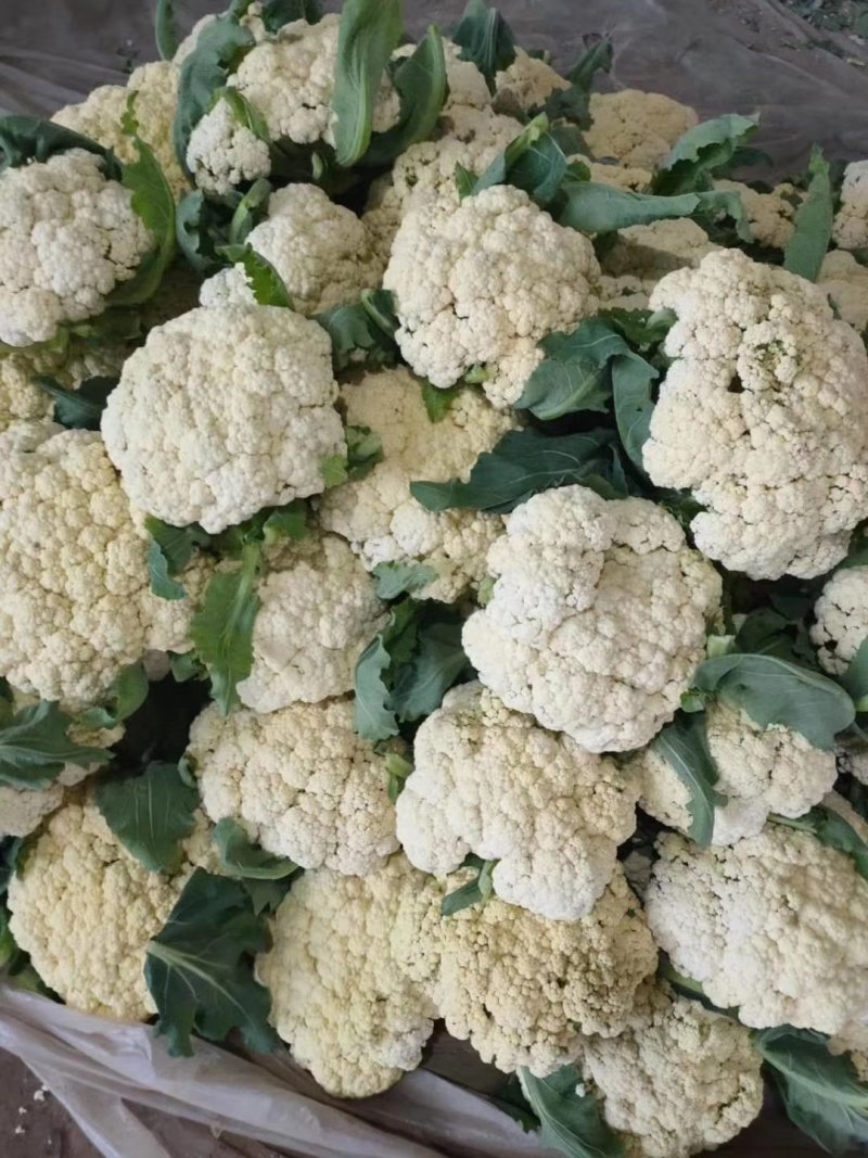 白面青根冷棚花菜2斤左右大量上市中大棚货货源充足